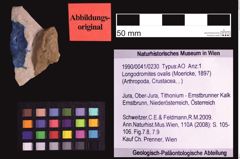 Foto (Objekt + Etiketten) von Longodromites ovalis (Moericke, 1897) (NHMW-GEO-1990-0041-0230)